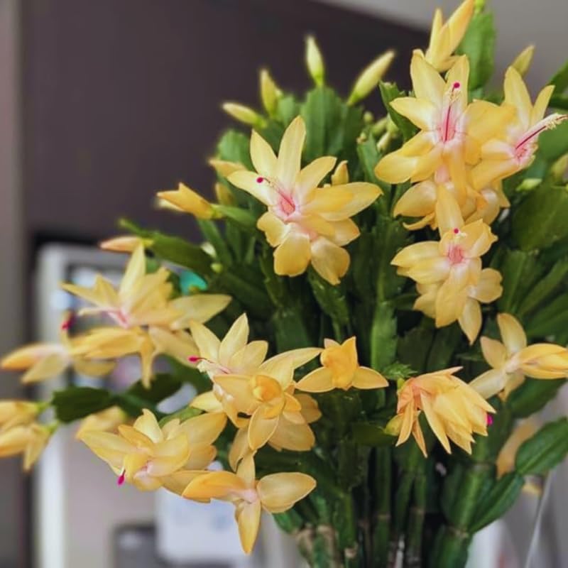 Yellow Christmas Cactus Plant Live Christmas Cactus, Holiday Cactus Live Plant, 4 Inc Pot