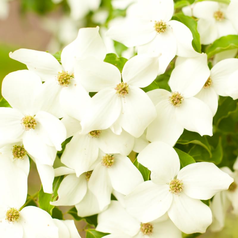 White Dogwood Tree Live Plant, 6-12 Inch Tall Hardy Dogwood Plant in Quart Pot, Dormant in Winter