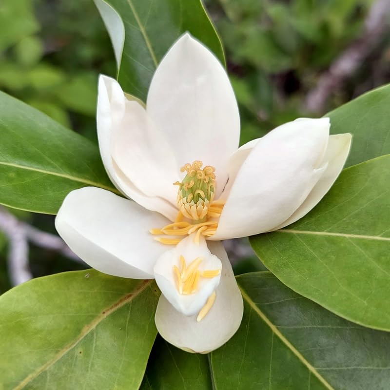 Sweetbay Magnolia Tree Live Plant - 2-3 Ft Tall in 3 Gallon Pot - White Flower Magnolia for Outdoor Landscape, No Ship to CA