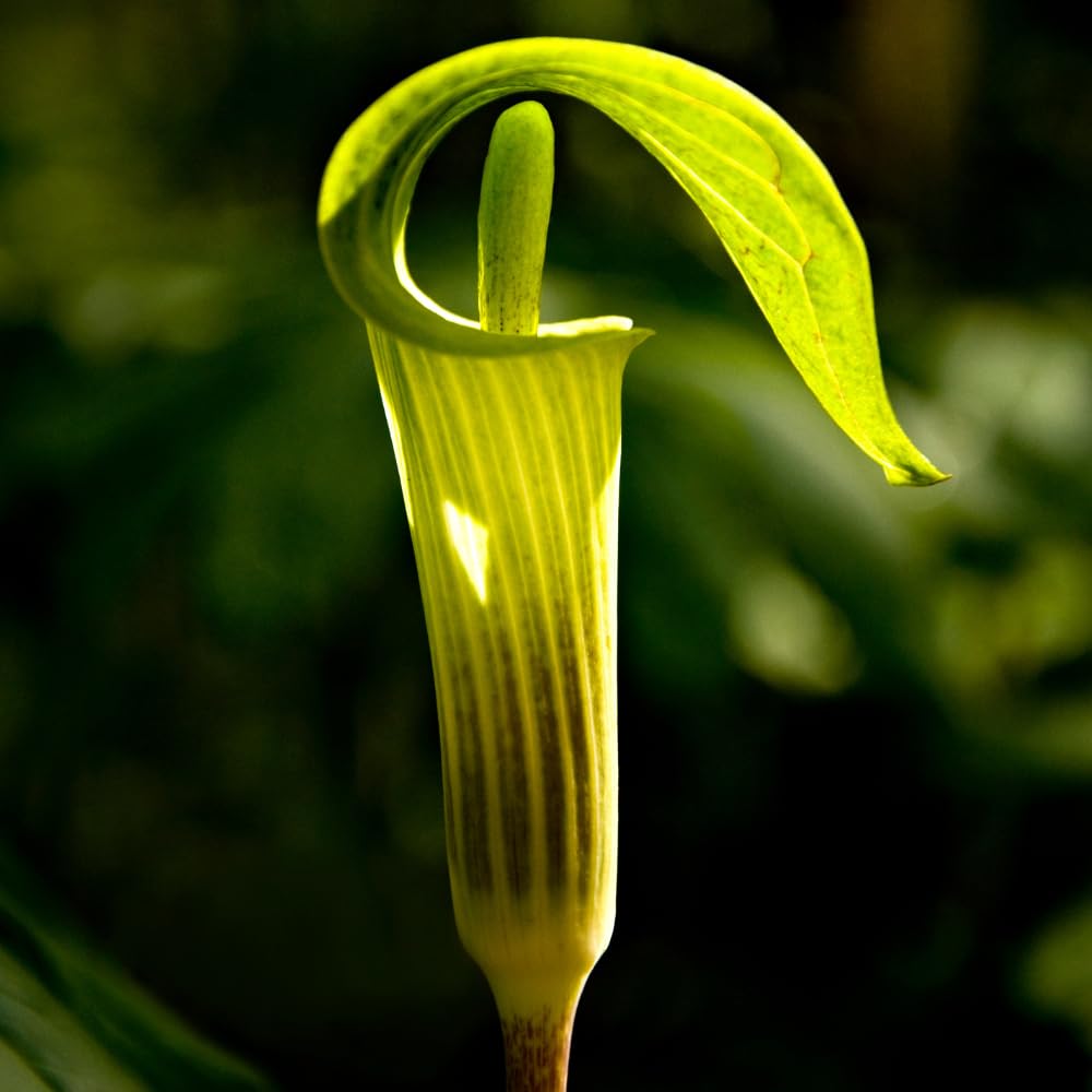 5 Jack in The Pulpit Bulbs for Growing Indoor Oudoor, Tuber Ready to Grow