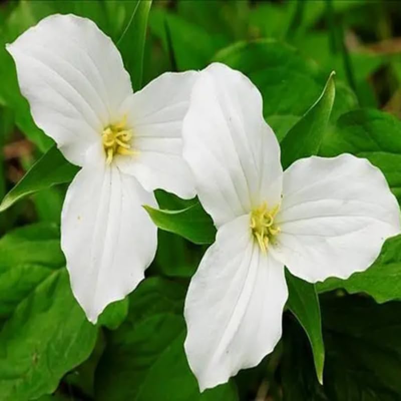 10 White Trillium Bulbs for Planting, 3 to 5 Inches, Spring Flower Bulbs