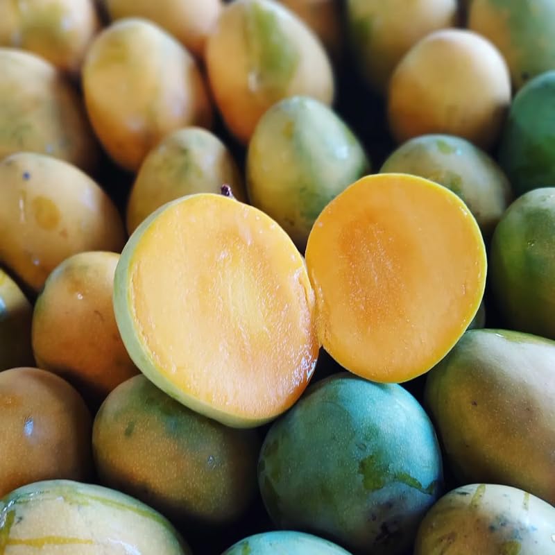 Carie Mango Tree Live Plant 2.5-3 Ft Tall, Tropical Fruit Tree for Garden Planting, Outdoor Mango Plant in 3 Gallon Pot, No Ship to CA