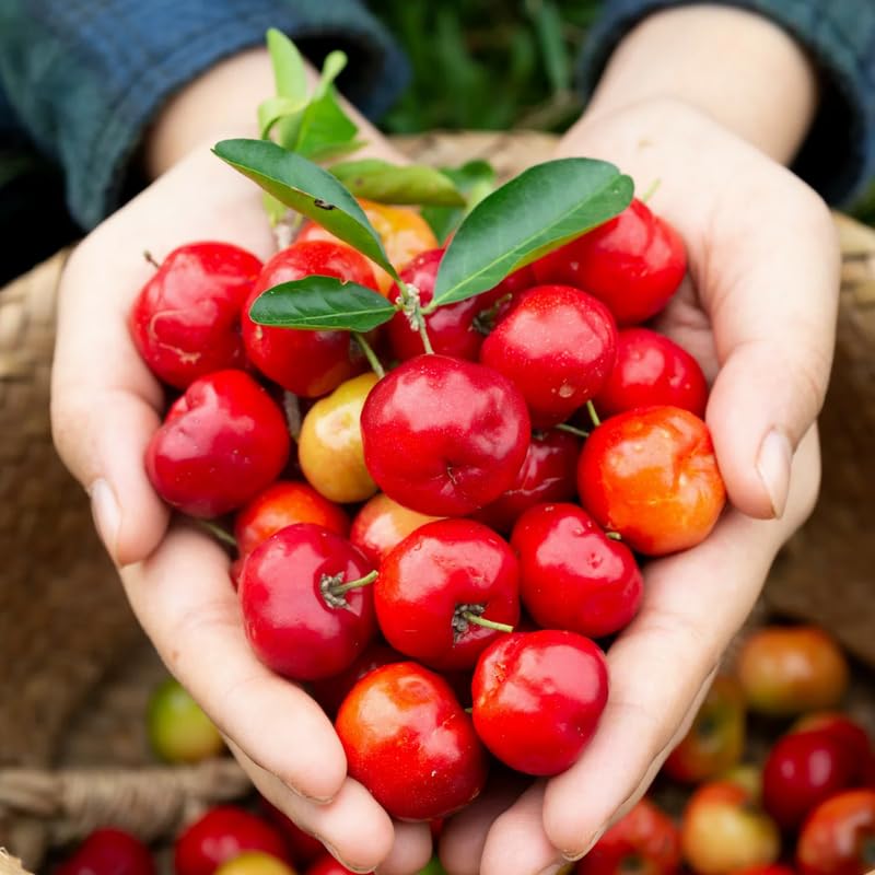 Barbados Cherry Tree Live Plant, Starter from 4 to 8 Inc in Tall, High Yielding Sweet Cherry Tree, No Pot, Cold Hardy, Outdoor Planting