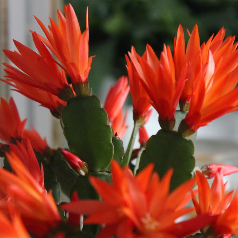 Orange Easter Cactus Flowering Plants, Spring Easter Cactus, Live Indoor Houseplant, 4 to 6 Inches