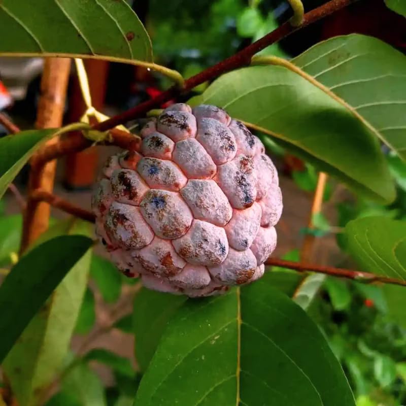 Sugar Apple Tree, Tropical Fruit Live Plant, 3 Gallon Pot, 2-3 Ft Tall, No Ship to CA