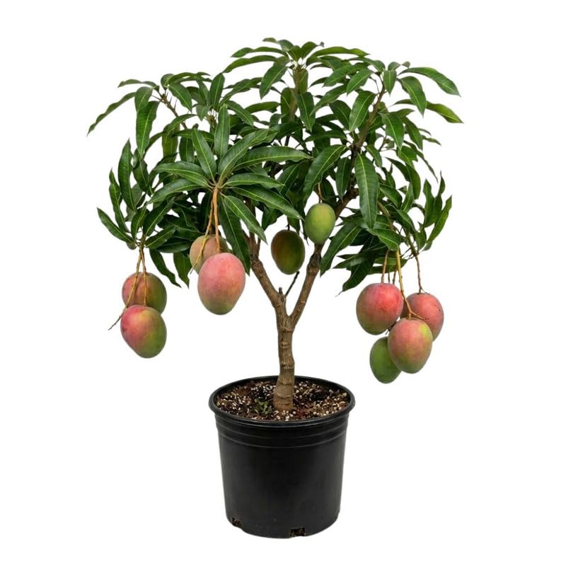 Kent Mango Tree Plant for Planting Outdoor Garden, 3 Gallon Pot, Mango Tree, Tropical Plant for Backyard and Container Growing, No Ship to CA