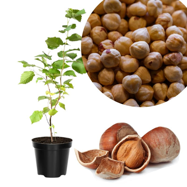 1 Year Old Hazelnut Tree Live Plant Seedling, Dormant 1-2 Ft Tall, Well-Rooted, Large Flavorful Nuts Variety