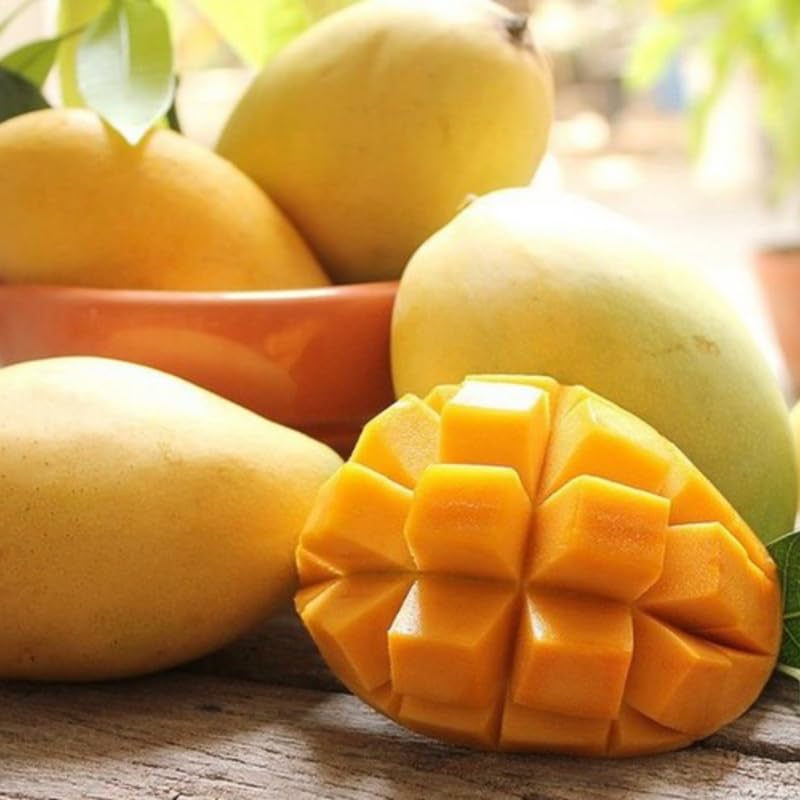 Yellow Mango Tree Live Plant for Planting, Grafted Mango Plant in 3 Gallon Pot, Fast Growing Tropical Fruit Tree Seedlings