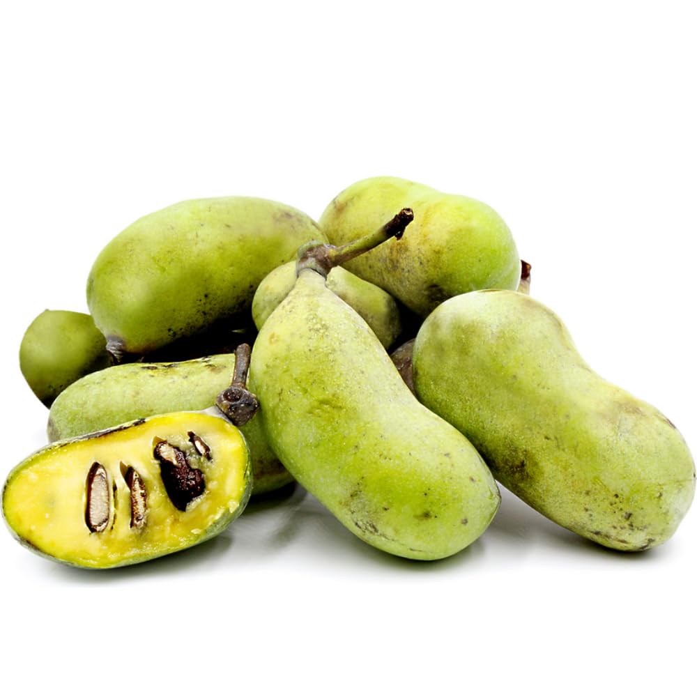 Pawpaw Fruit Tree Live Plant Starter, Common Paw Paw Plant, 6-14" in Tall, Hardy, Sweet Fruit for Planting