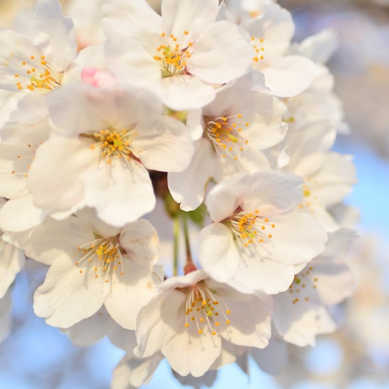White Cherry Blossom Tree - 3 Gallon Pot, 2-3 Feet Tall Live White Pink Blossom Flowering Cherry Plant, Ornamental Tree Potted, No Ship to CA