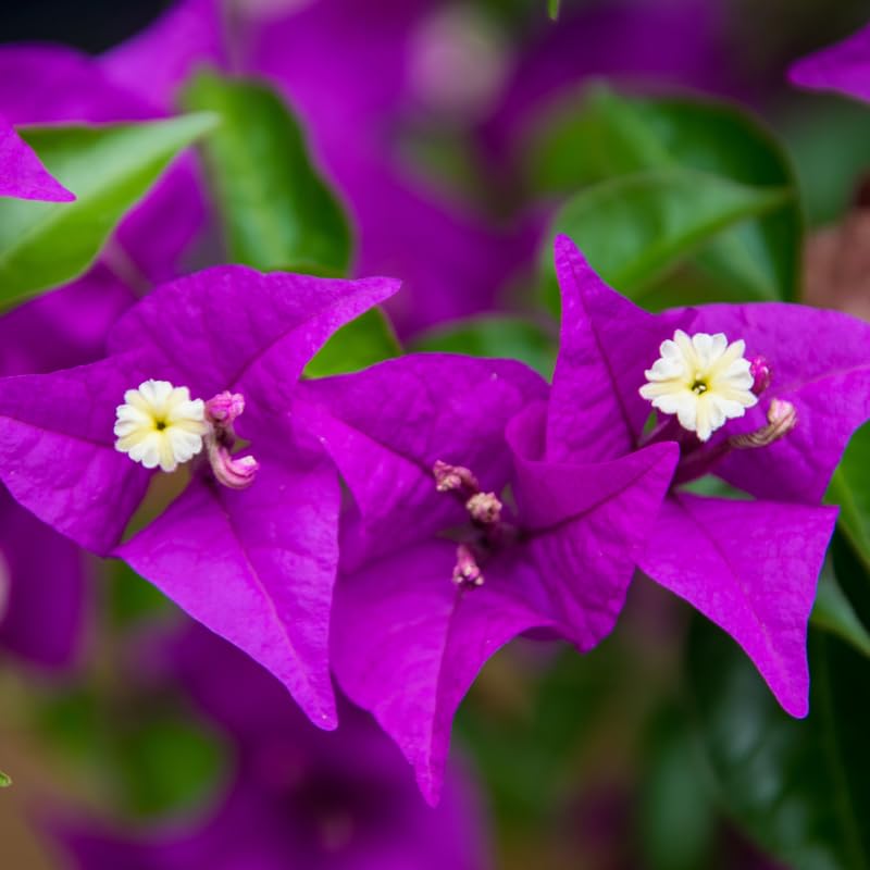 Set 2 Purple Bougainvillea Plants, 5-8" Tropical Bougainvillea Plant Starter, Colorful Perennial Blooms, Live Well Rooted Plant
