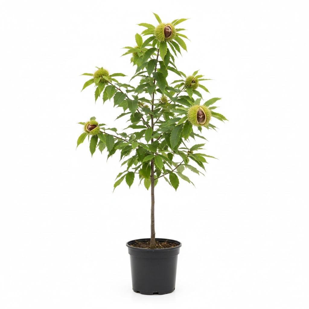 2 Chestnut Tree Bare Roots, 1 Year Old Chestnut Tree 1-1.5 Feet Tall, Fast-Growing, Hardy, Winter Dormant, Garden Growing