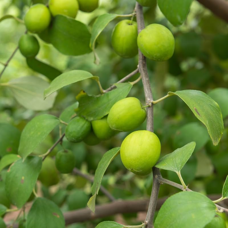 Thai Jujube Fruit Tree Plant, Sweet Fruit Tree, 1 Feet Tall in 3 Gallon Pot, Ready to Grow, No Ship to CA
