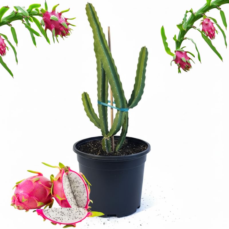 Dragon Fruit Plant Live in 3 Gallon Pot, Tropical Dragon Fruit Vine Plant, Sweet Fruit Cactus for Outdoor Growing