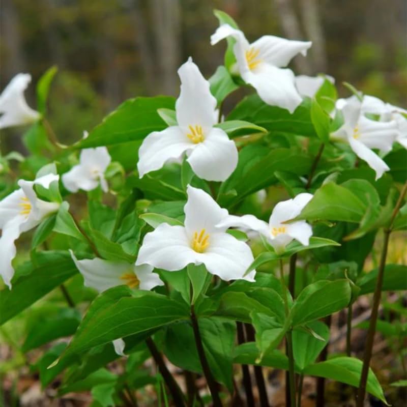10 White Trillium Bulbs for Planting, 3 to 5 Inches, Spring Flower Bulbs