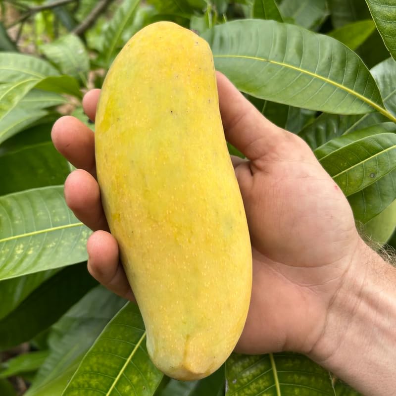 Thai Mango Tree Live Plant Grafted, 2–3 Feet Tall in 3 Gallon Pot, Sweet Tropical Mango Fruit Tree