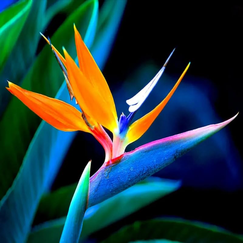 4 Bird of Paradise Plants Live, Strelitzia Reginae, 4-7 Inch Tall, Tropical Flowering Plants for Indoor or Outdoor Growing