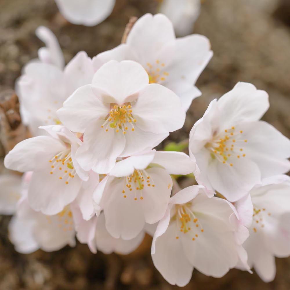 White Cherry Blossom Plant in 3 Gallon Pot, 2-3Ft Tall Live Cherry Flower Plants for Planting Outdoor Garden, No Ship to CA