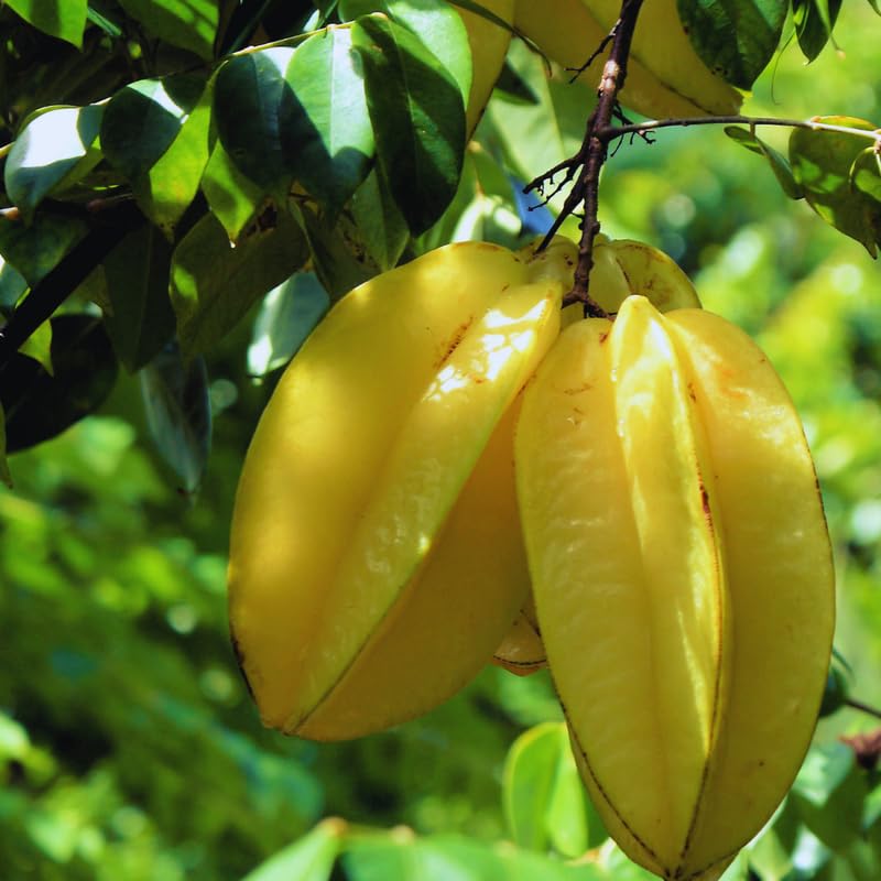 Starfruit Tree Live Plant, Star Fruit Plant Live, 2-3 Feet Tall, Hardy Fruit Garden, No Ship to CA