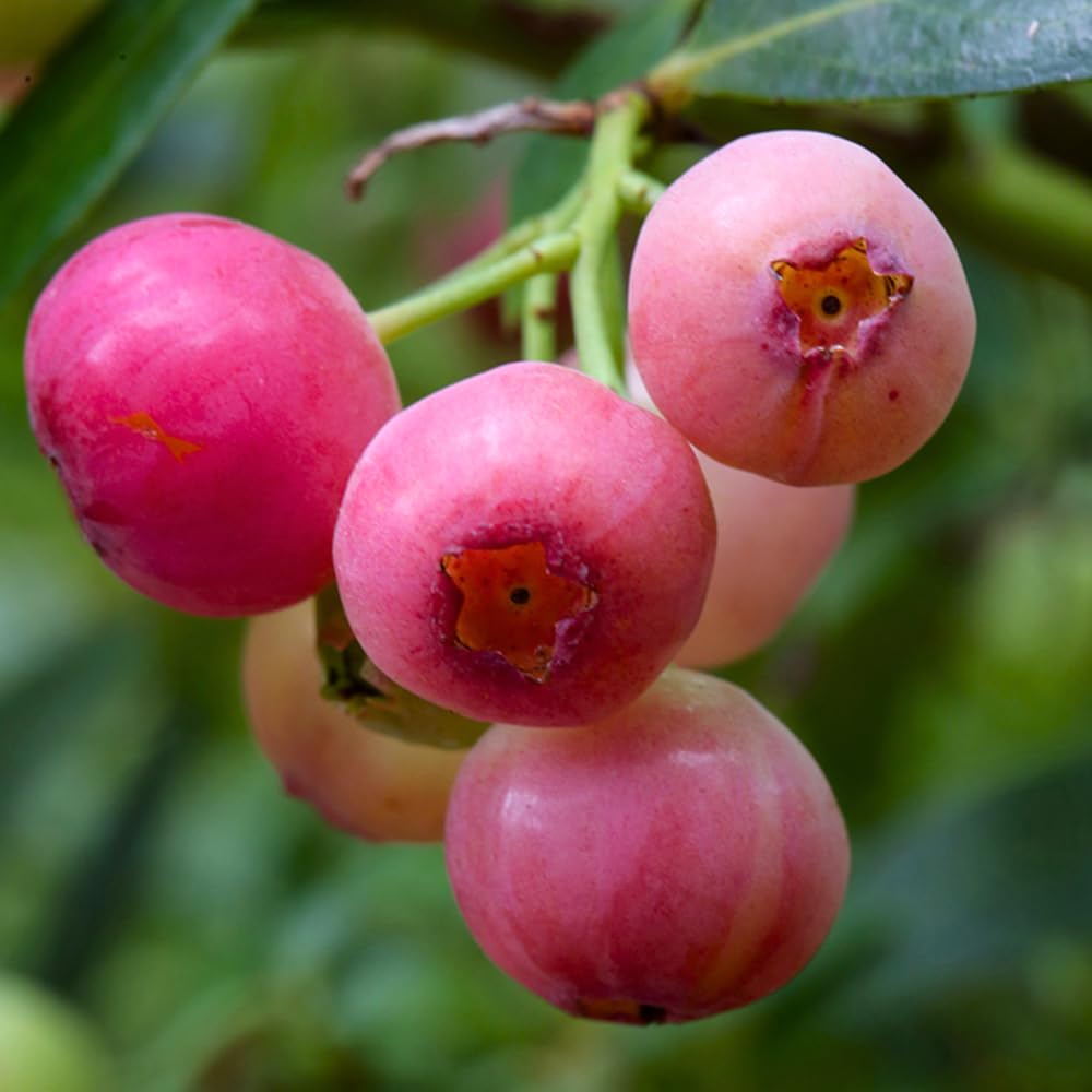 2 Blueberry Bushes Live Plant, 4-6'' Tall Well Rooted Plant, Sweet, High-Yielding, Hardy Blueberries for Garden or Containers (Pink Lemonade Blueberry)