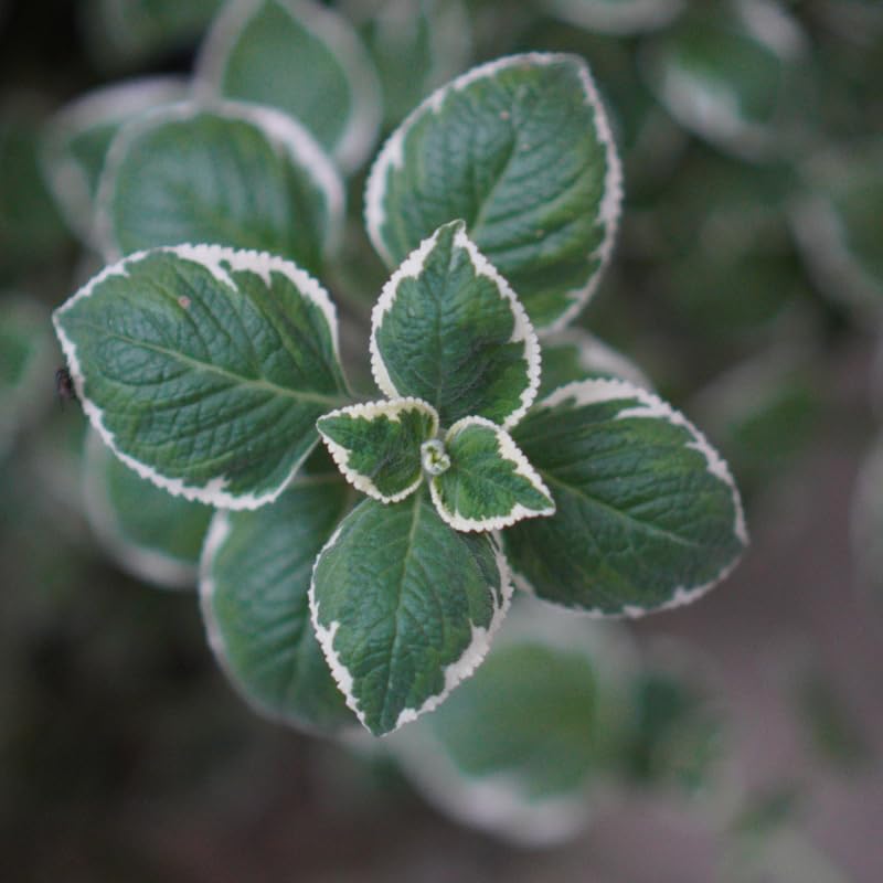 Set 2 Variegated Cuban Oregano Live Plants 4–7″, Fragrant Culinary Herb, Easy Care Garden or Container