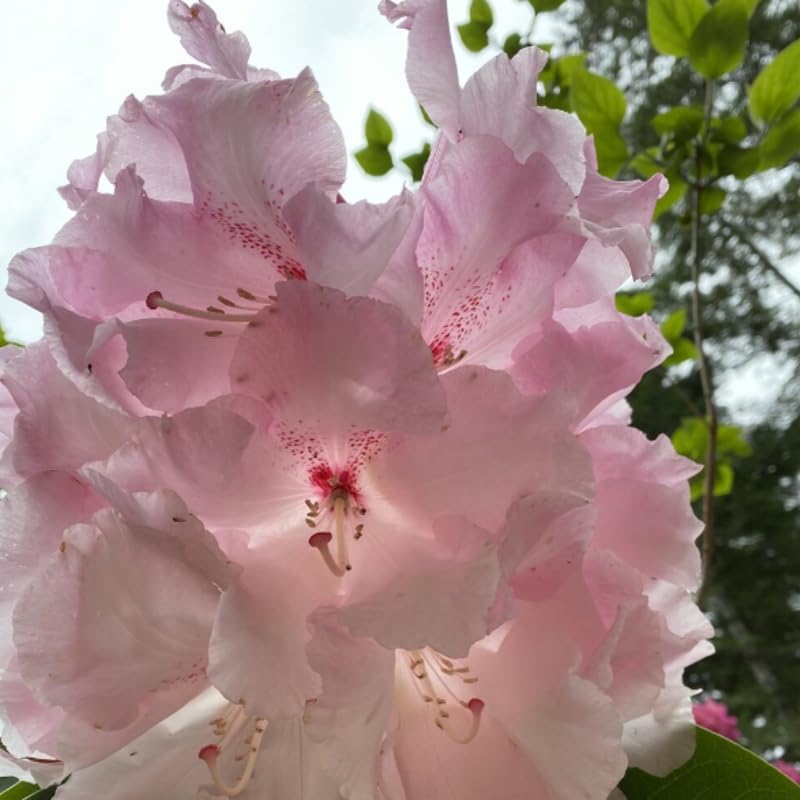 Light Pink Blossoms Rhododendron Plant Live, Azalea Plants, Rhododendron Azalea Bushes Ready to Plant, Live Shrubs for Outdoor Planting