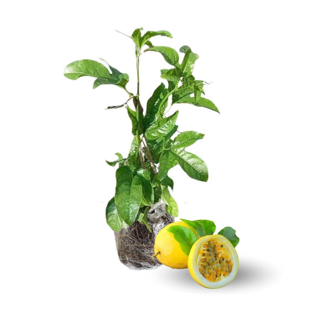 Yellow Passion Fruit Plant Live, Passionfruit Vine 4-6 Inch Tall, Edible Fruit Tree, Outdoor Garden