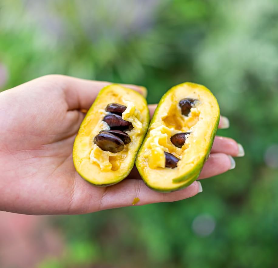 Paw Paw Tree Plant Live, 6-12'' Tall Well Rooted Plant, Ready to Grow, Fast-Growing Fruit Tree for Home Gardens