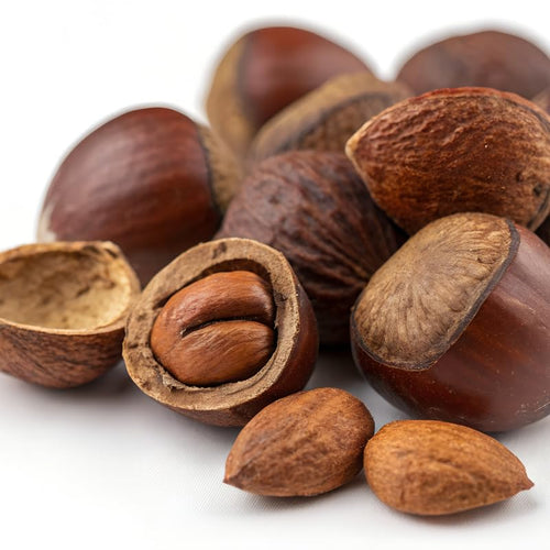 1 Year Old Hazelnut Tree Live Plant Seedling, Dormant 1-2 Ft Tall, Well-Rooted, Hight Yield and Cold Hardy Variety