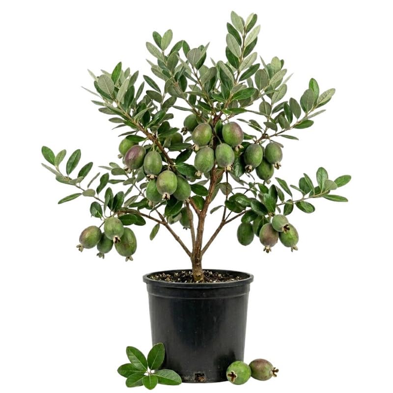 Pineapple Guava Fruit Tree 20-24 Inch Tall, Pineapple Guava Fruit Tree Plant Live for Planting in Garden, 1 Gallon Pot, No Ship to CA