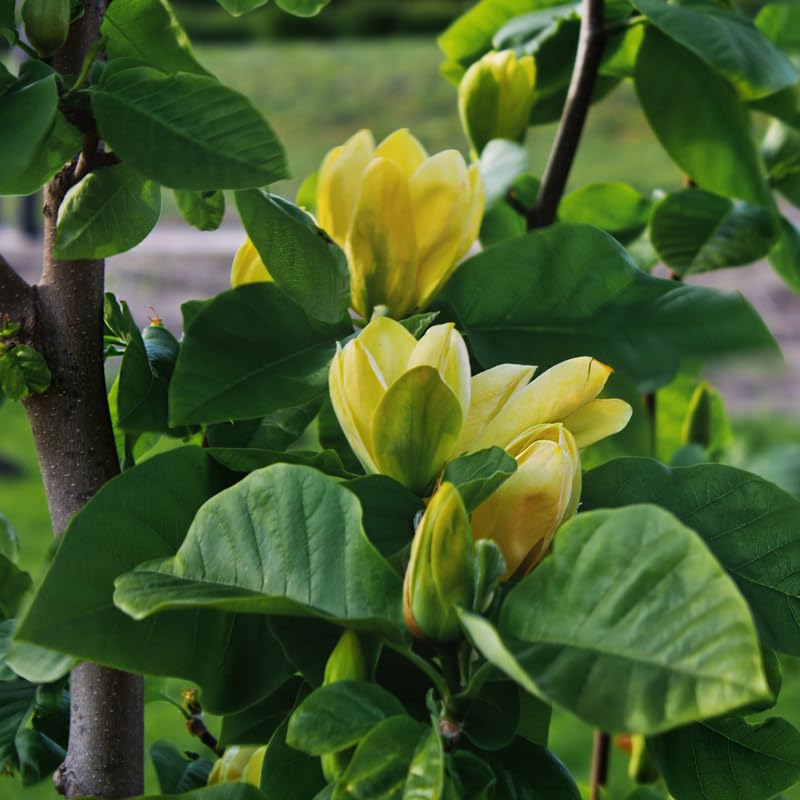 Yellow Magnolia Tree, 6-12 Inch Magnolia Trees Live Plants for Planting Outdoor, 2.5 Inch Pot Fragrant Yellow Flowers Plant, Dormant in Winter
