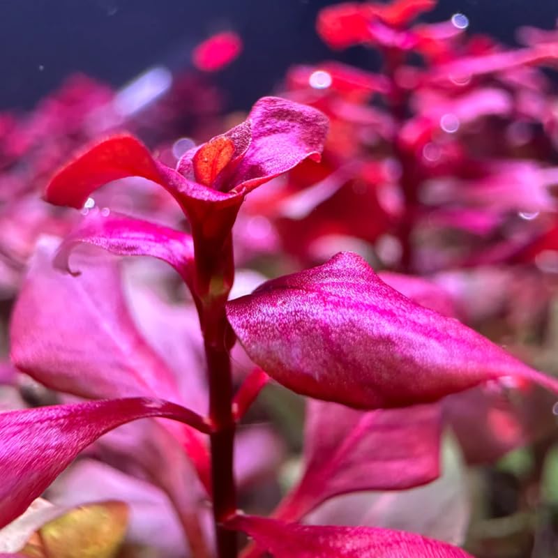 Super Red Ludwigia Aquarium Plants Live, Live Aquarium Tanks Ludwigia Aquatic Plants, No Root, 5 to 7 Stems, Live Aquarium Plants, Freshwater Aquarium for Planting Ponds