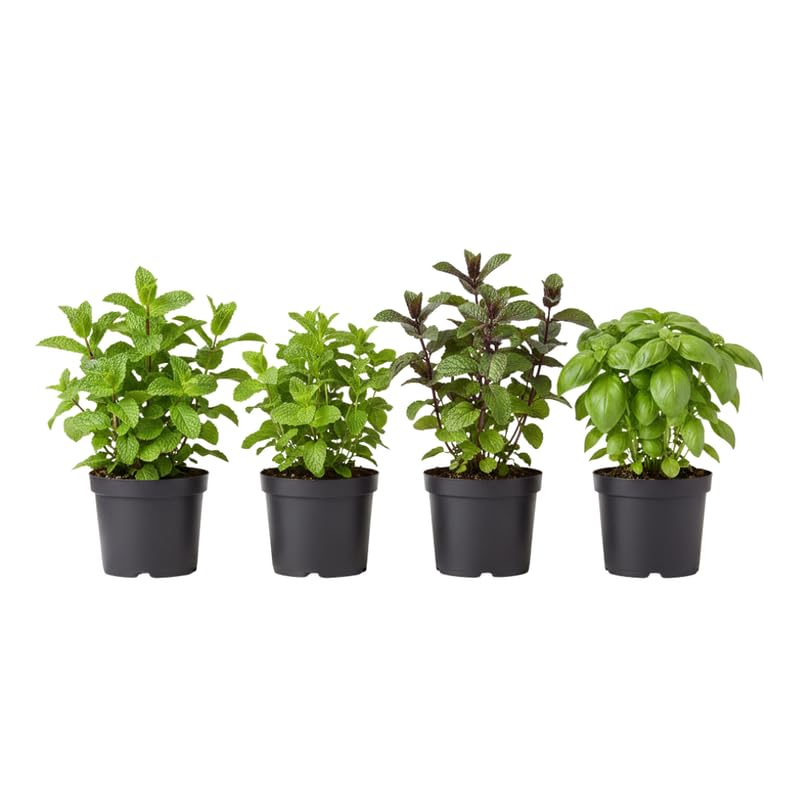 Set 4 Assorted Herb Live Plants, Fragrant and Edible Herbs Packs (Lemon Balm, Mint, Basil, Rosemary and Other Herb Varieties), Well Rooted 4-6'' Tall