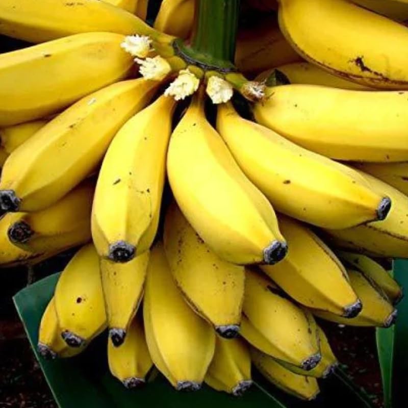 Super Sweet Banana Plant Live for Planting, Banana Trees Live Plants for Outdoor Indoor Planting, Cold Hardy, 4-7" in Tall, No Pot, Musa Plant