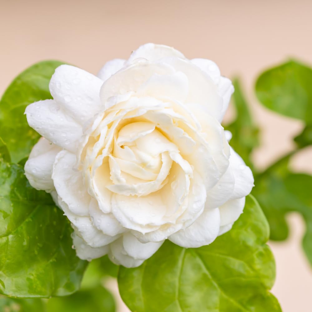 Duke Jasmine Plant Live, Jasmine Plant Indoor Live, Well Rooted in 3 Gallon Pot, 2 Feet Tall, Fragrant Flowers for Indoor Outdoor Planting, No Ship to CA