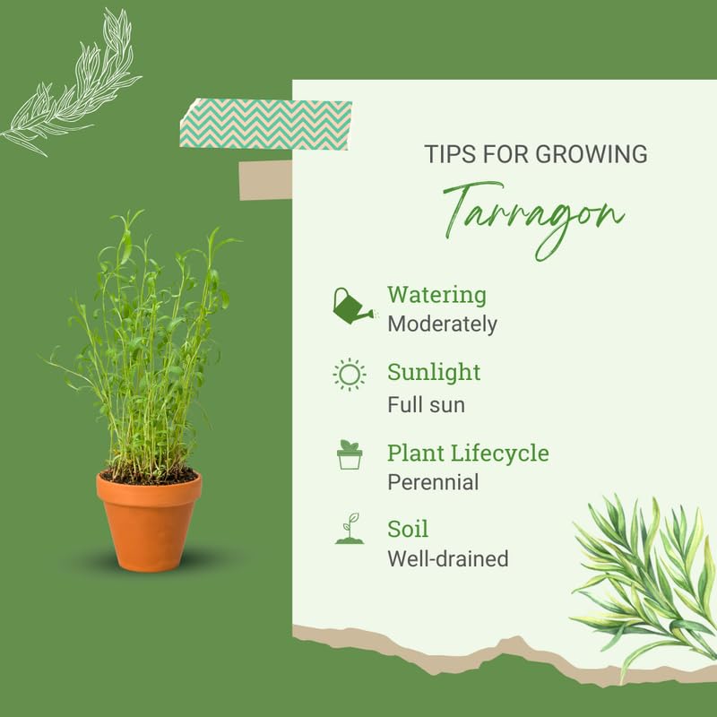 2 French Tarragon Plants Live for Planting Outdoor, Tarragon Herb Plug 4-7 Inches, Easy Care, Ready to Grow Herbs