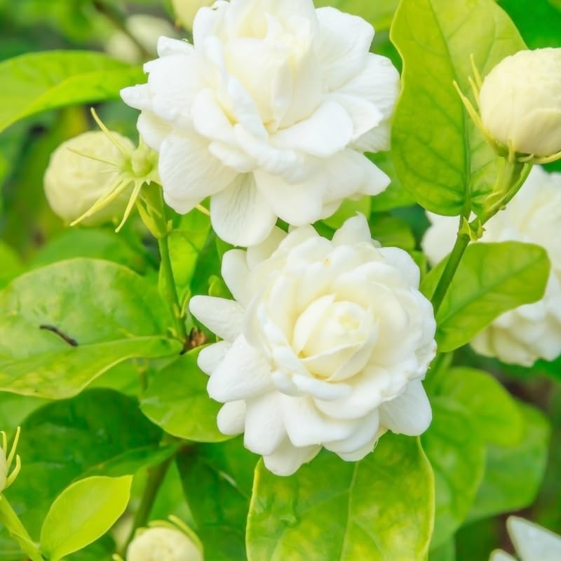 Live Duke Jasmine Plant, Fragrant White Blooming Vine, 2-3 Feet Tall in 3 Gallon Pot, Ready to Grow, No Ship to CA