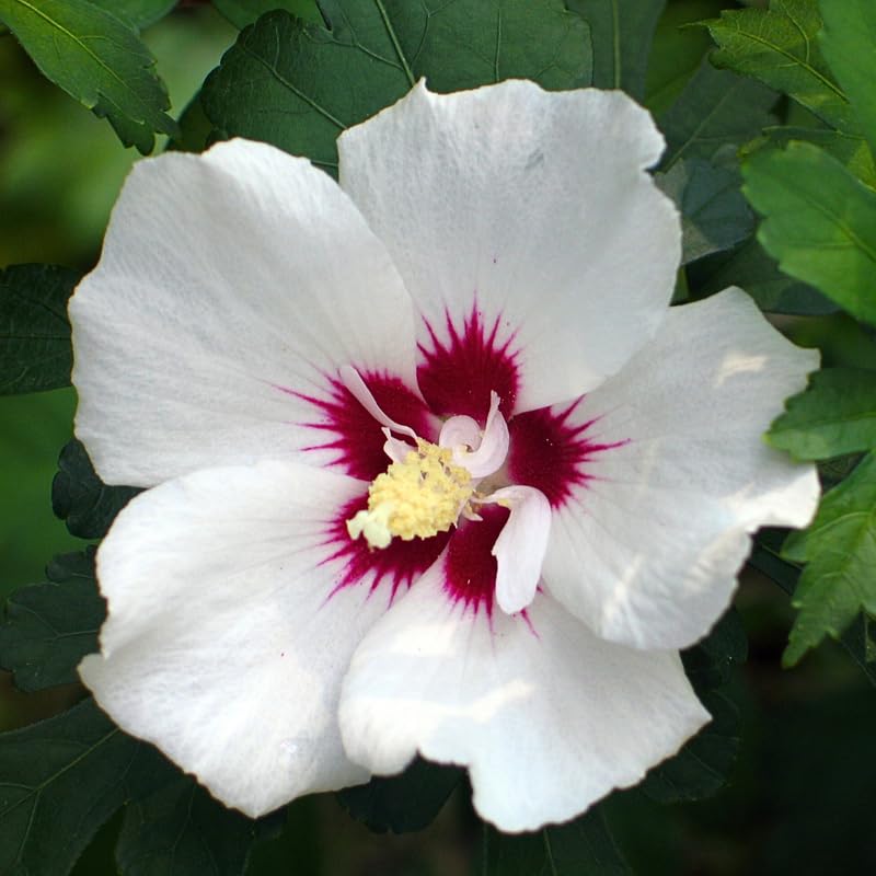 Althea Rose of Sharon Live Plant, Hardy Hibiscus Flowering Shrub 6-12 Inch Tall, Vibrant Althea Blooms for Outdoor Garden