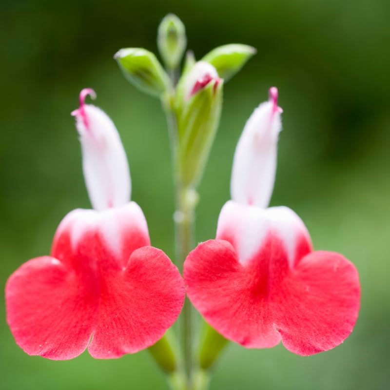 Sets 4 Hot Lips Salvia Sage Plants Live for Spring Planting, Size 4-6" in Tall, Fast-Growing and Quick Flower, Perennial Fragrant Shrubs Bush