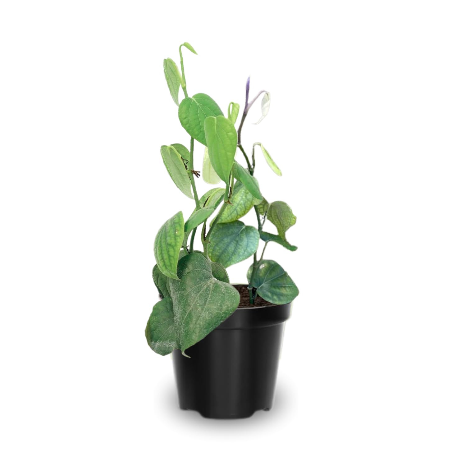 2 Piper Nigrum Plants Live, 5 to 8 Inches in Height Black Pepper Plant Live Starter Plant