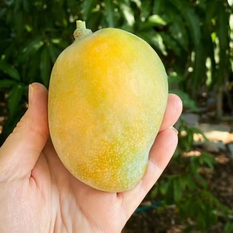 Very Sweet Mango Tree Live Plant, Fully Rooted in 3 Gallon Pot, Tropical Mango Fruit Tree for Indoor or Outdoor Growing