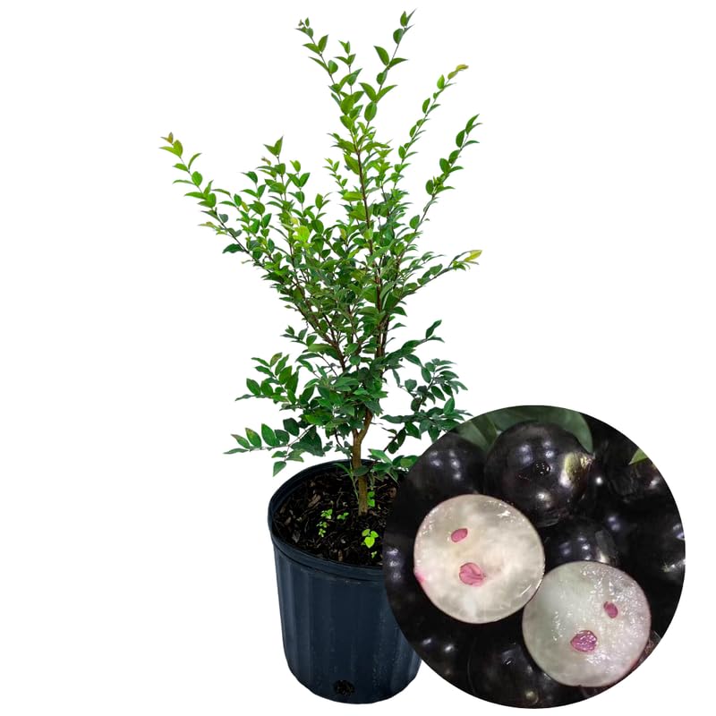 Jaboticaba Tree Plant, 1-2 Ft Tall Black Jaboticaba Fruit Live Plant in 3 Gallon Pot, Perennial, Tropical Fruit Plants, No Ship to CA
