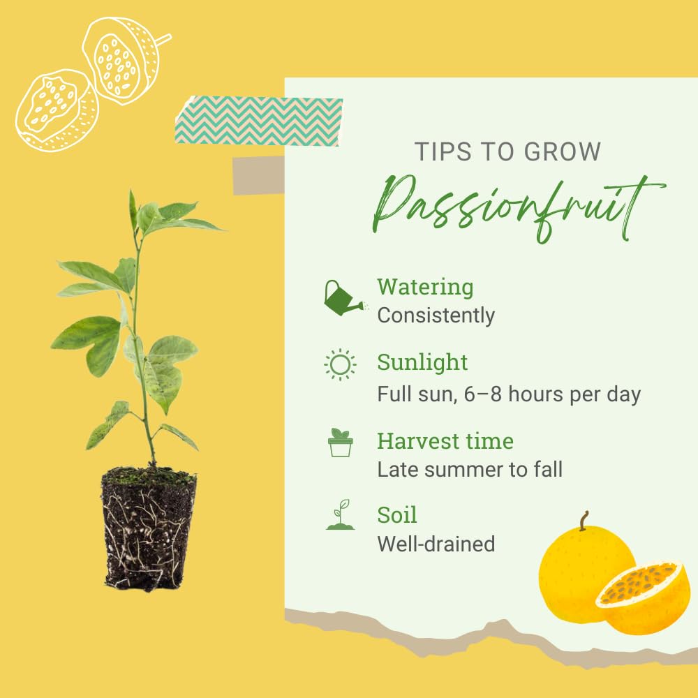 Yellow Passion Fruit Plant Live, Passionfruit Vine 4-6 Inch Tall, Edible Fruit Tree, Outdoor Garden