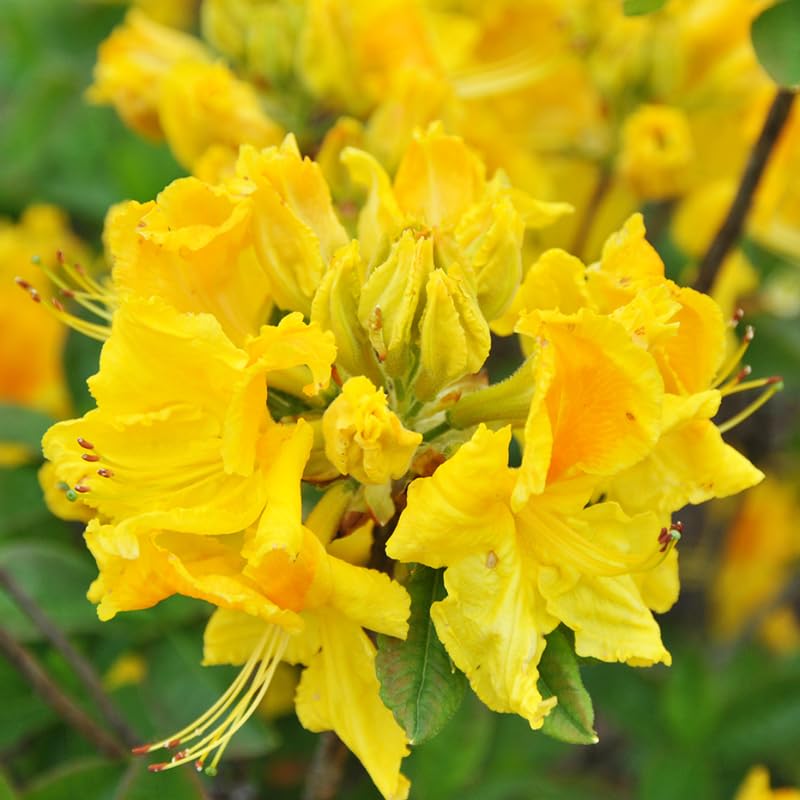 1-2Yrs Old Rhododendron Plants Live in Pot, Rhododendron Azale Bush Shrub Tree Plant, Yellow