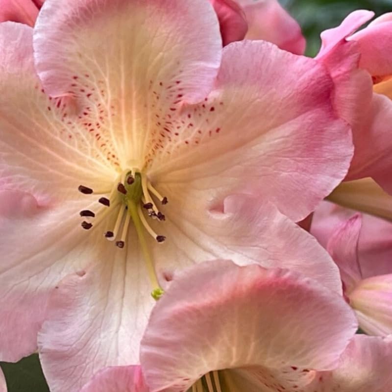 Yellow Cream Rhododendron Live Plant Shrubs for Outdoor Planting, Azalea Bushes Ready to Plant, Fragrant Rhododendron Plant Live