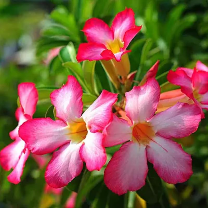 Pink Desert Rose Plant Live, Adenium Obesum Desert Rose Succulent Live Plant, 4-8 Inches Tall, Flowering Cactus