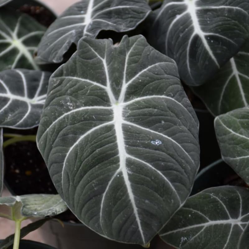 Alocasia Plant Live, Easy-Care Indoor Plant, Rare Alocasia Houseplant 4-8'' Tall for Planting, No Pot (Black Velvet Alocasia)