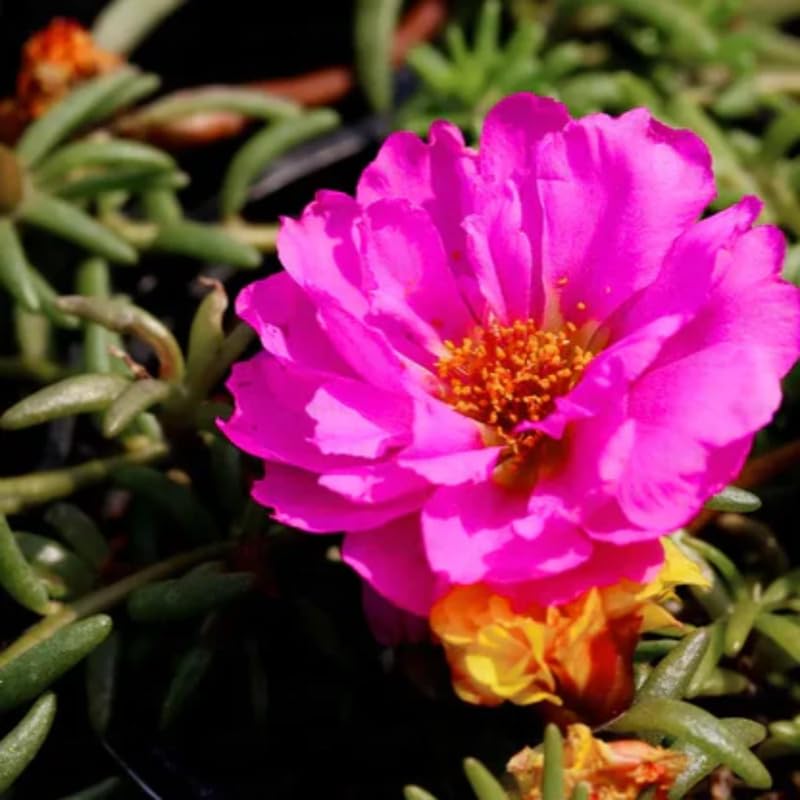 2 Moss Rose Portulaca Plants Live, Double Flowered Moss Rose Plugs 3-5" Tall, Pink Flowers