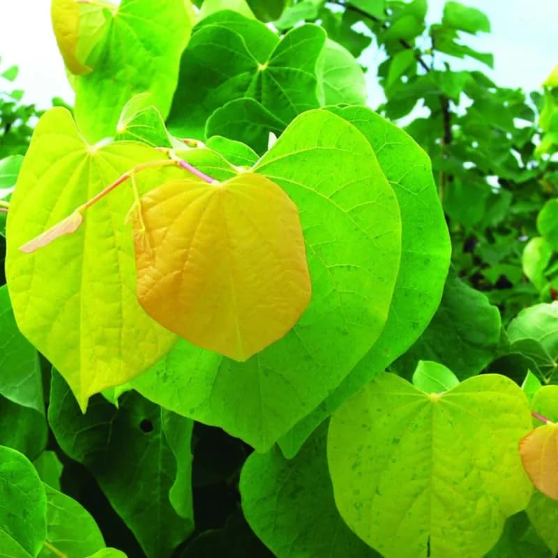 Redbud Tree Live Plant for Spring Planting, 6-15" in Tall, American Red Bud Tree Live Plant, 1 Year Old Well-Rooted
