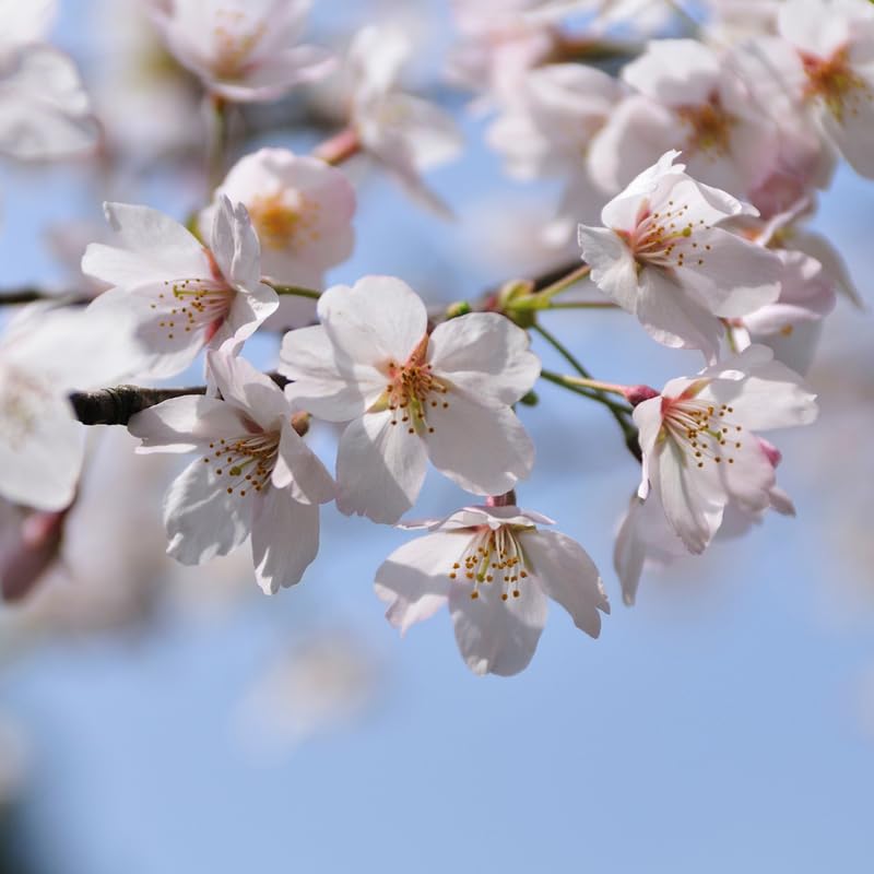 White Cherry Blossom Tree Live Plant 2-3 Ft, Flowering Cherry Tree for Outdoor Garden, Ornamental Vibrant Bloom Tree for Yard, Landscape or Garden Planting, 3 Gallon Pot, No Ship to CA